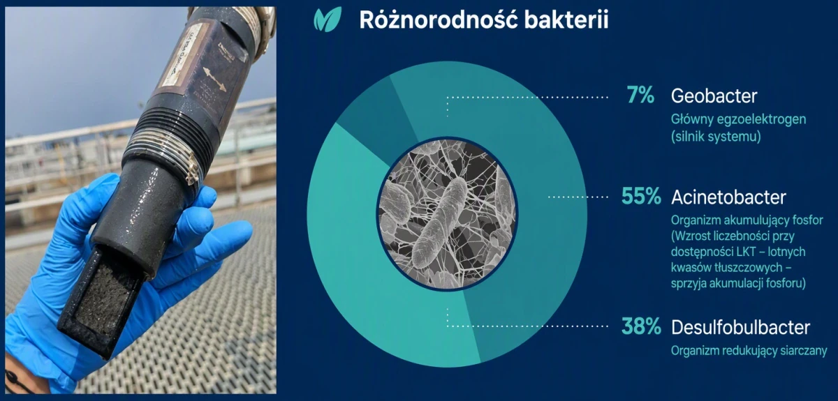 Różnorodność bakterii Różnorodność bakterii